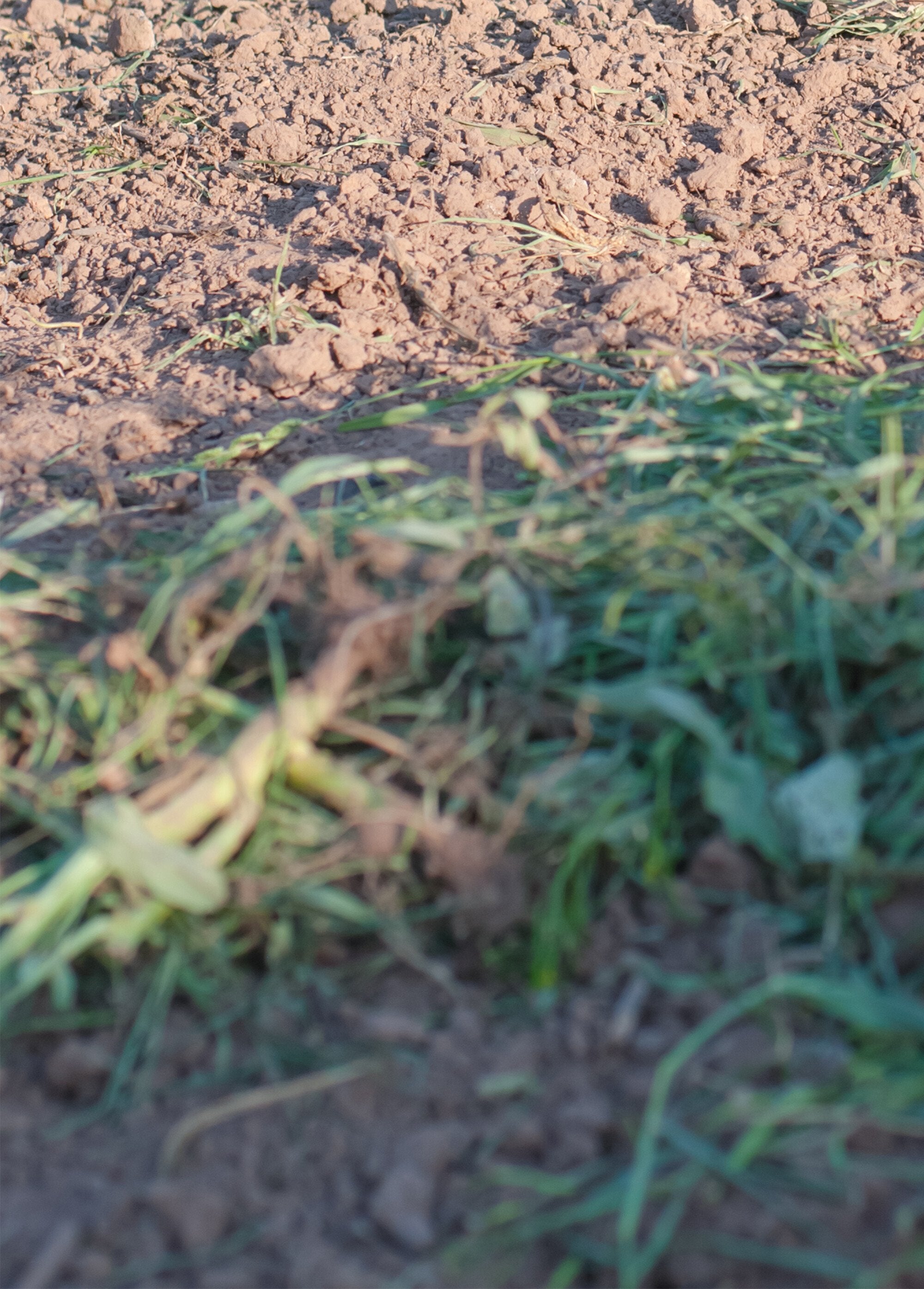 Roestvrijstalen_tuinklauw_met_ergonomisch_handvat_Gris_et_jaune_DE1_slim