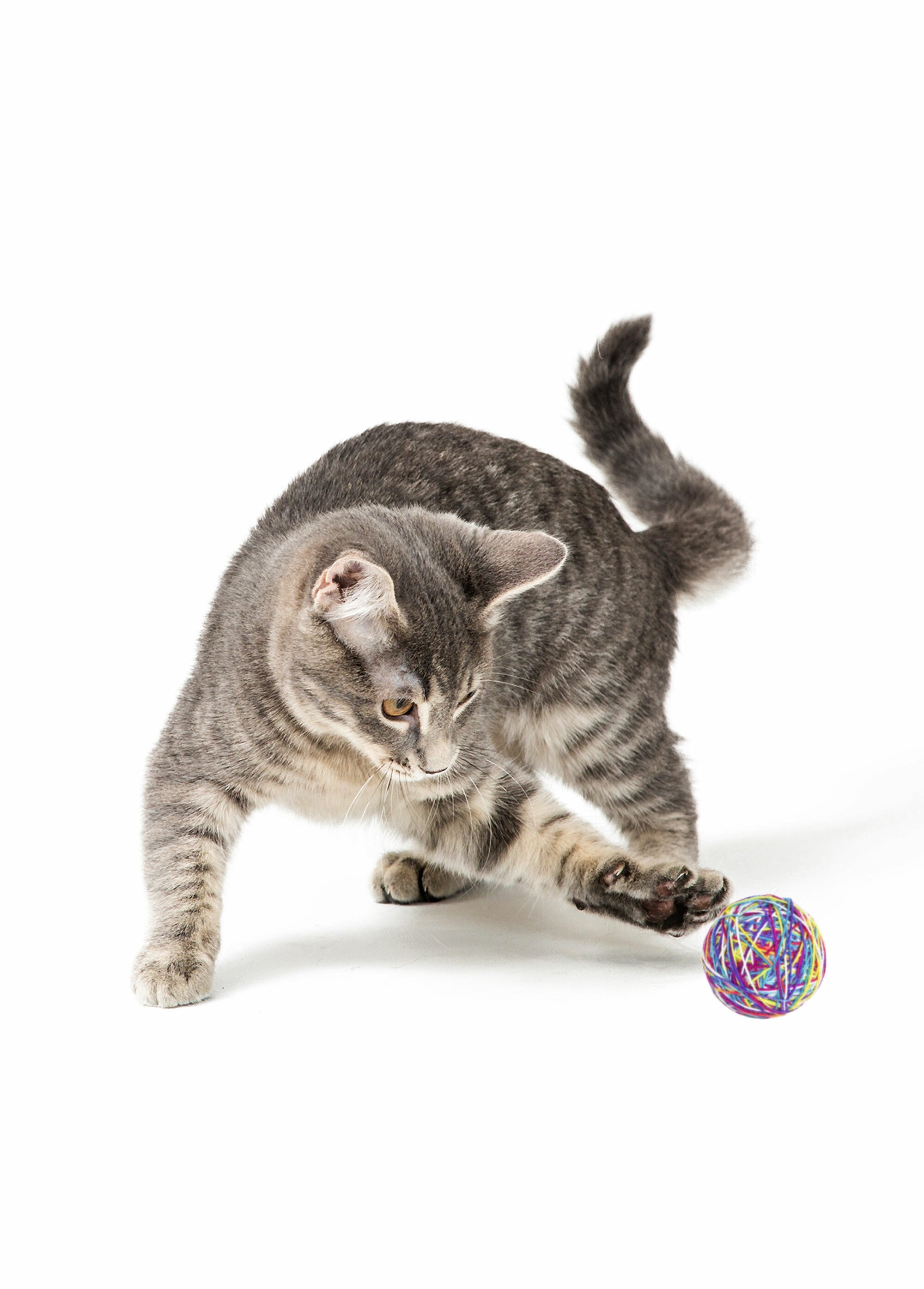 Wollen_ballenspeeltje_voor_katten_Violet_DE1_slim