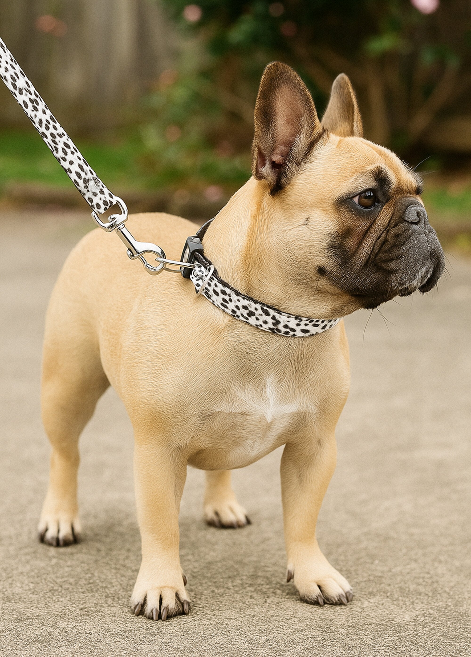 Collier_pour_chien_+_laisse_léopard_Blanc_SF1_slim