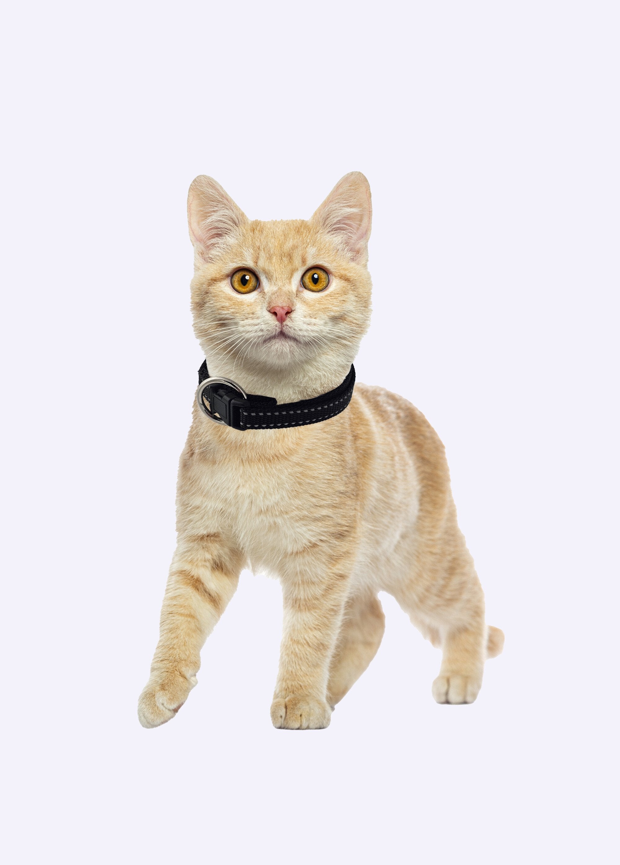 Reflecterende_halsband_voor_dieren_Noir_DE1_slim