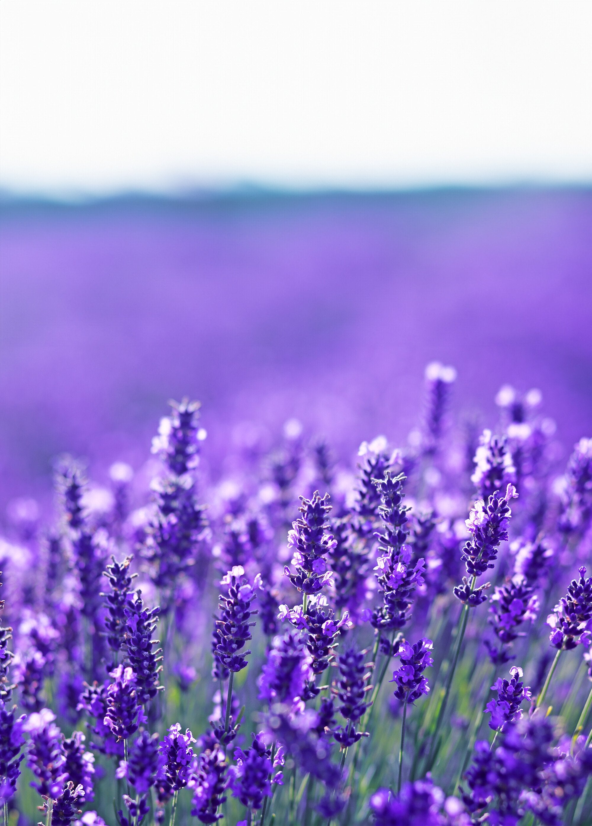 Set_van_2_lavendel_voetkussentjes_Mauve_DE2_slim